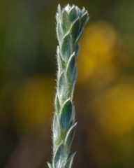 Aspalathus caledonensis