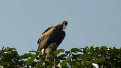 Necrosyrtes monachus