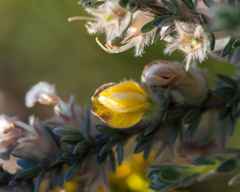 Aspalathus caledonensis