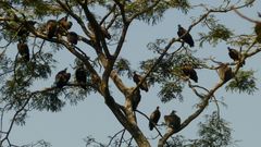 Necrosyrtes monachus