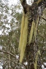 Usnea barbata