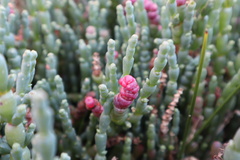Salicornia blackiana