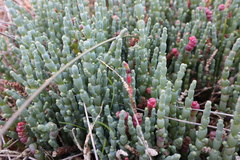 Salicornia blackiana