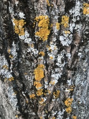 Xanthoria parietina