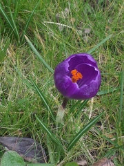 Crocus neapolitanus
