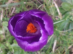 Crocus neapolitanus
