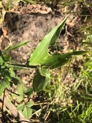 Urochloa foliosa