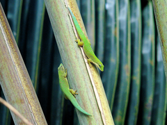 Phelsuma dubia