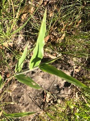 Urochloa foliosa