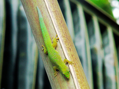 Phelsuma dubia