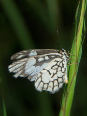 Alaena nyassa