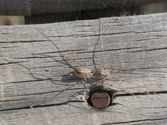 Cosmobunus granarius