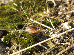 Cosmobunus granarius