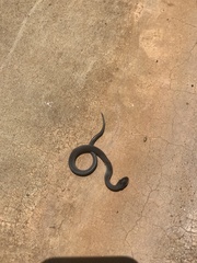 Crotaphopeltis hotamboeia