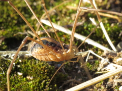 Cosmobunus granarius