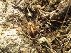 Cosmobunus granarius