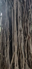 Ficus benghalensis
