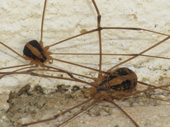 Cosmobunus granarius