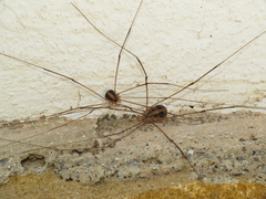 Cosmobunus granarius