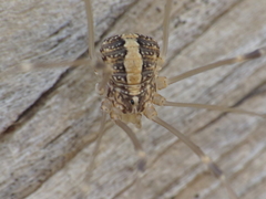 Cosmobunus granarius