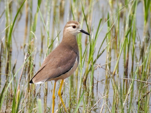 White-tailed Lapwing