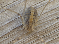 Cosmobunus granarius