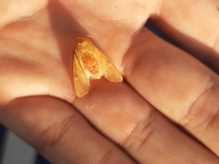 Noctuoidea