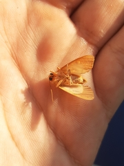 Noctuoidea