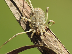 Odiellus duriusculus