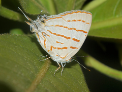 Hemiolaus caeculus