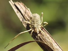 Odiellus duriusculus