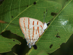 Hemiolaus caeculus