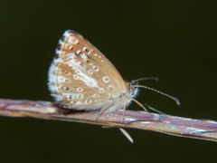 Actizera stellata