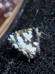 Uranothauma falkensteinii