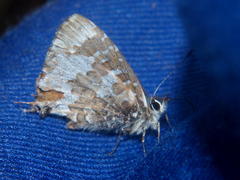 Uranothauma falkensteinii