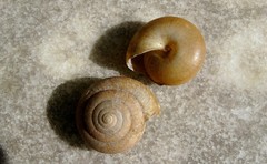 Quantula