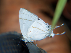 Hypolycaena buxtoni
