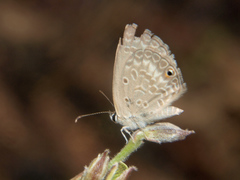 Euchrysops malathana