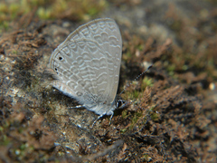 Pseudonacaduba sichela