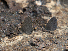 Pseudonacaduba sichela