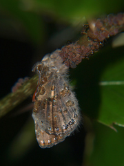Lachnocnema bibulus