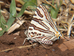 Cigaritis natalensis
