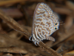 Leptotes pulchra