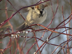 Passer domesticus