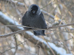 Corvus monedula