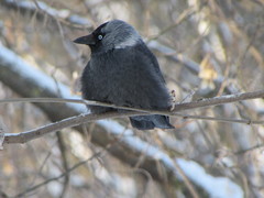 Corvus monedula