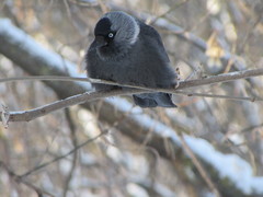 Corvus monedula