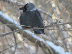 Corvus monedula