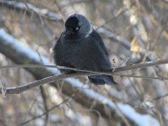 Corvus monedula