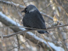 Corvus monedula